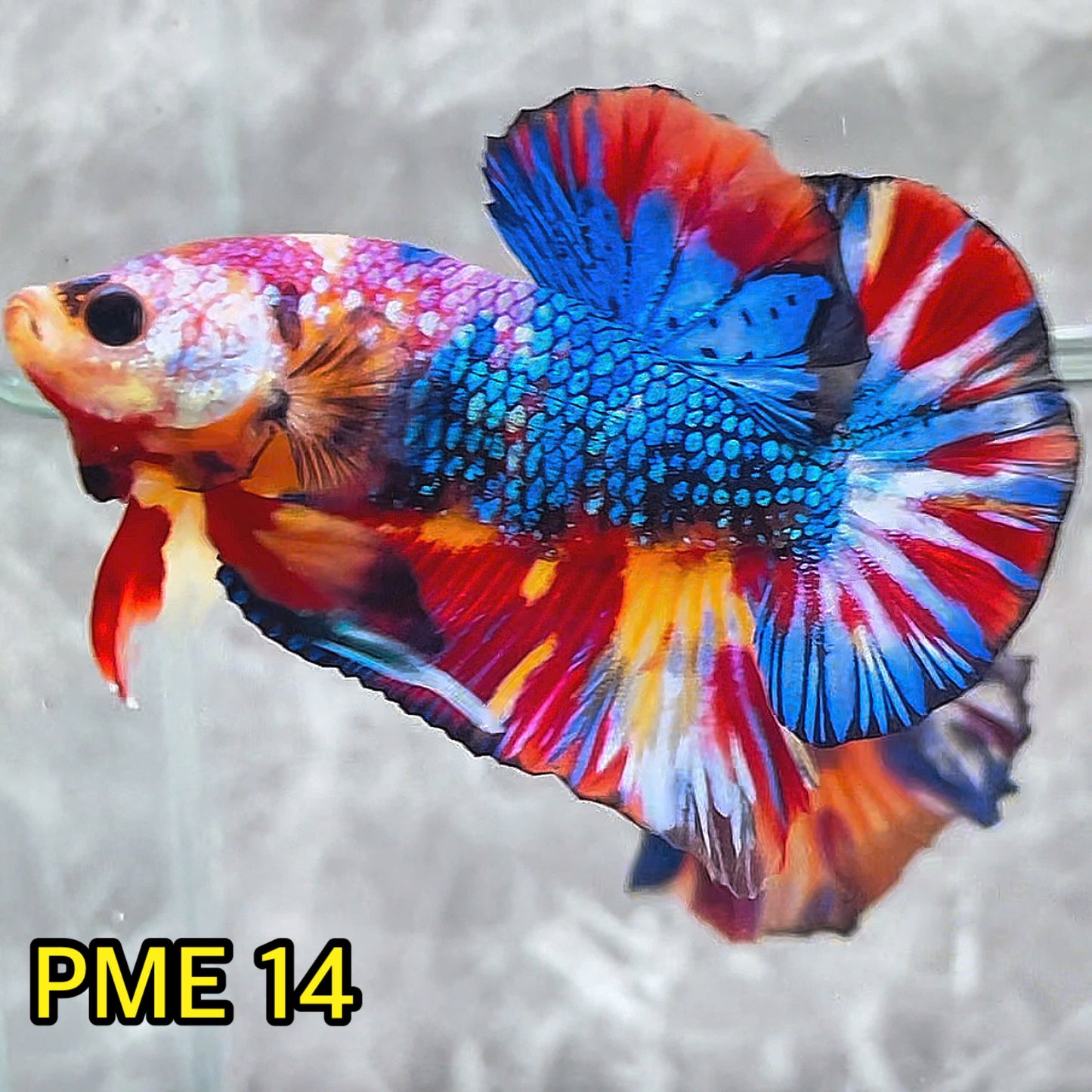 Metallic Plakat Betta Fish | You Pick Betta | Show Grade