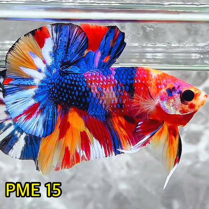 Metallic Plakat Betta Fish | You Pick Betta | Show Grade