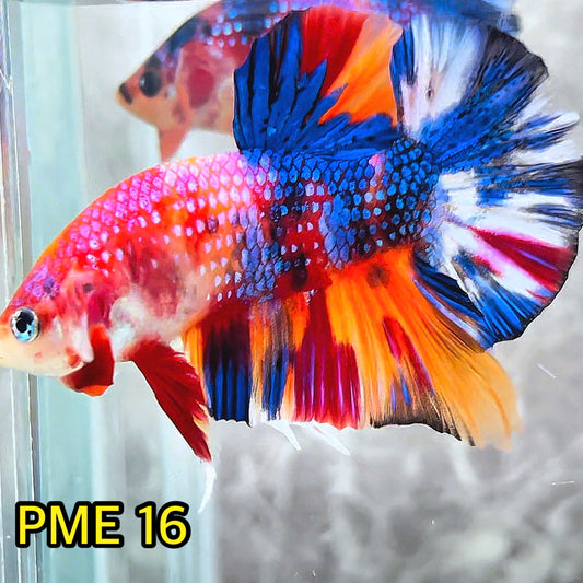 Metallic Plakat Betta Fish | You Pick Betta | Show Grade