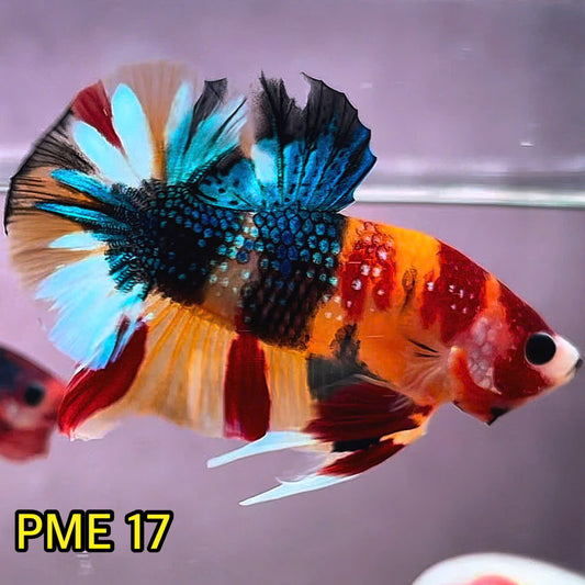 Metallic Plakat Betta Fish | You Pick Betta | Show Grade