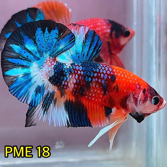 Metallic Plakat Betta Fish | You Pick Betta | Show Grade