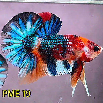 Metallic Plakat Betta Fish | You Pick Betta | Show Grade