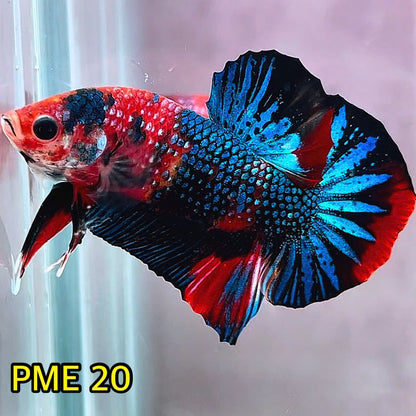 Metallic Plakat Betta Fish | You Pick Betta | Show Grade