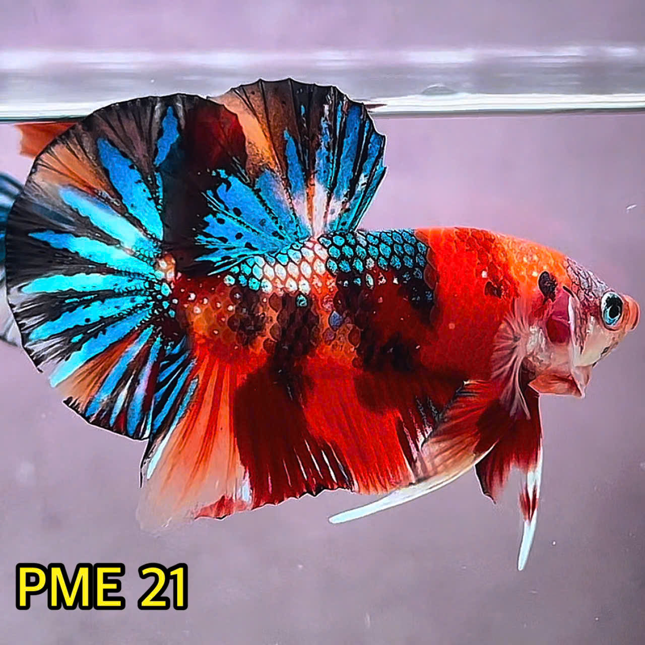 Metallic Plakat Betta Fish | You Pick Betta | Show Grade