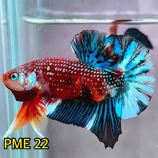 Metallic Plakat Betta Fish | You Pick Betta | Show Grade