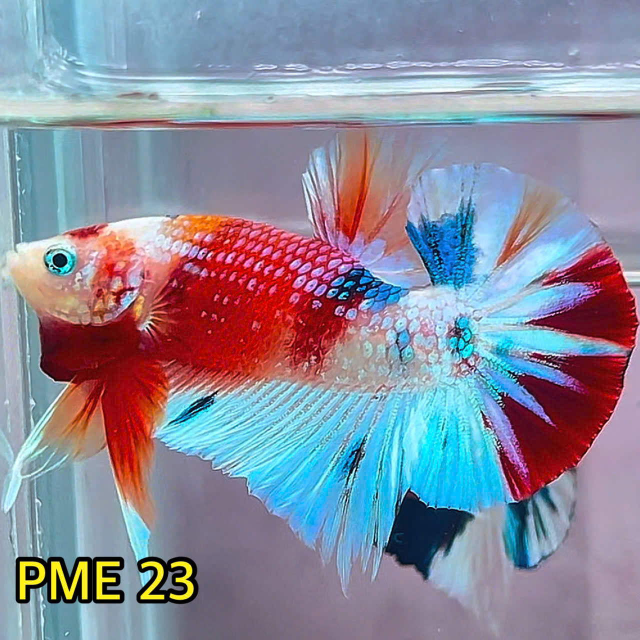 Metallic Plakat Betta Fish | You Pick Betta | Show Grade