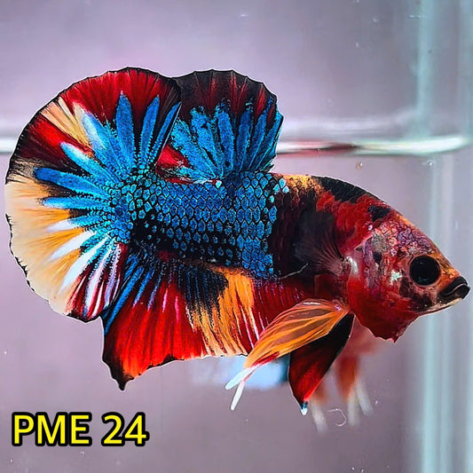 Metallic Plakat Betta Fish | You Pick Betta | Show Grade