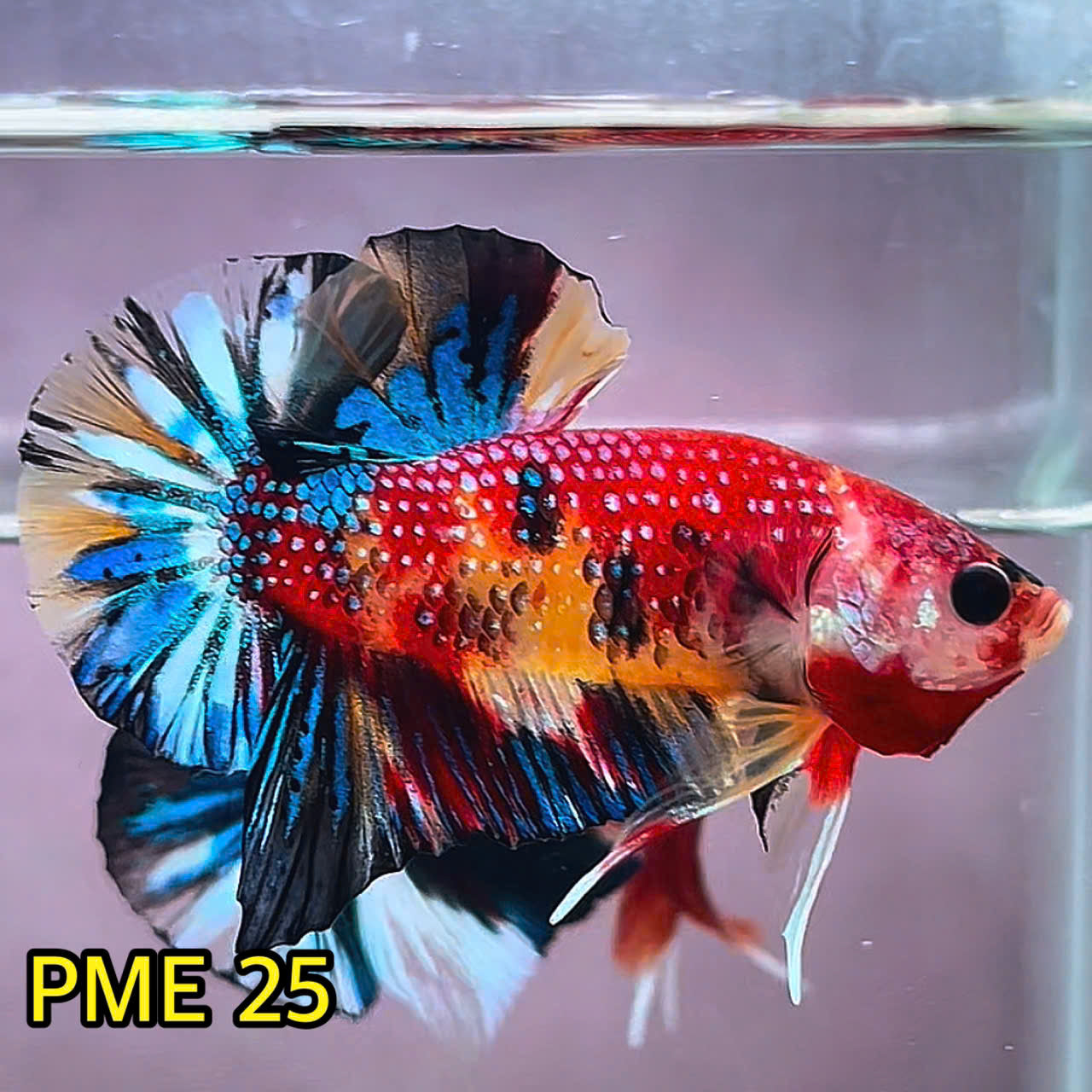 Metallic Plakat Betta Fish | You Pick Betta | Show Grade