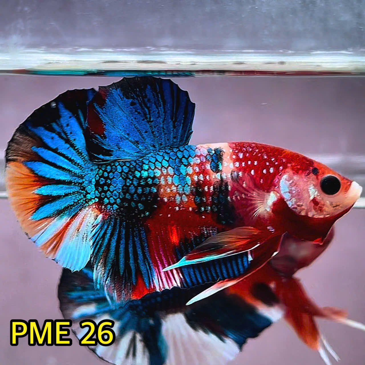 Metallic Plakat Betta Fish | You Pick Betta | Show Grade