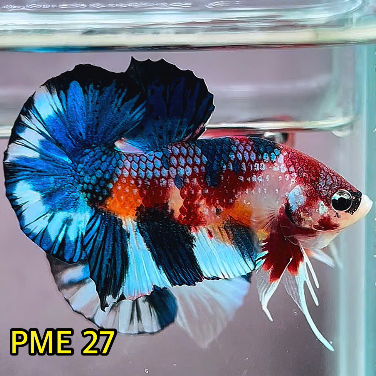 Metallic Plakat Betta Fish | You Pick Betta | Show Grade