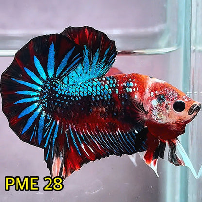 Metallic Plakat Betta Fish | You Pick Betta | Show Grade