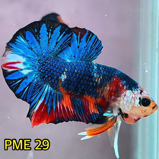 Metallic Plakat Betta Fish | You Pick Betta | Show Grade