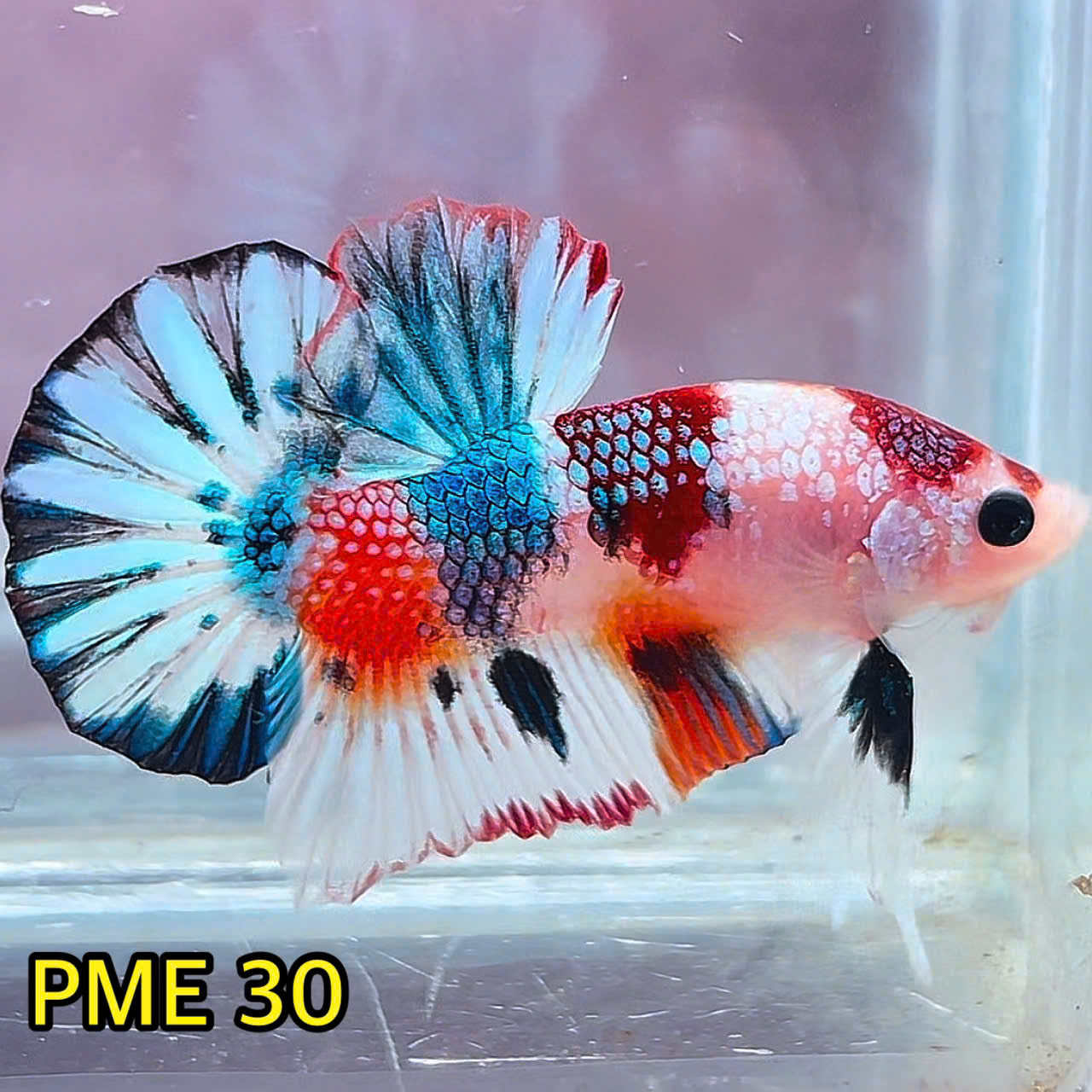 Metallic Plakat Betta Fish | You Pick Betta | Show Grade