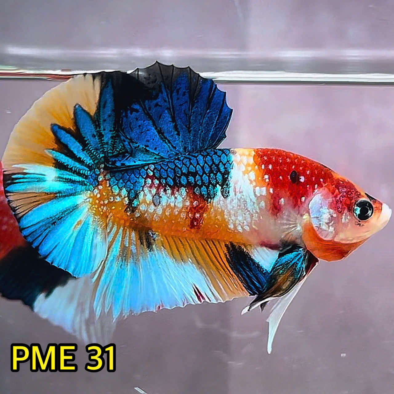 Metallic Plakat Betta Fish | You Pick Betta | Show Grade