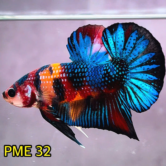 Metallic Plakat Betta Fish | You Pick Betta | Show Grade