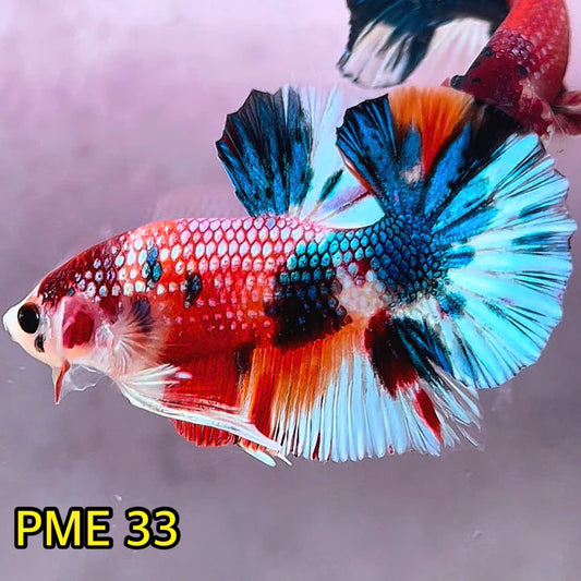 Metallic Plakat Betta Fish | You Pick Betta | Show Grade