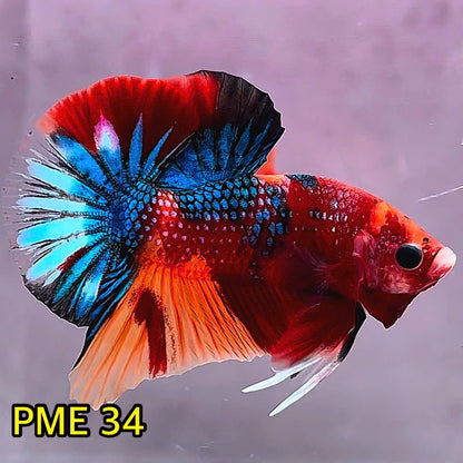 Metallic Plakat Betta Fish | You Pick Betta | Show Grade