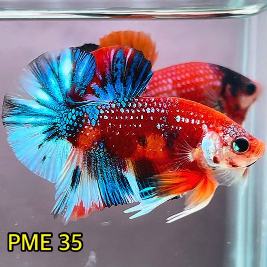 Metallic Plakat Betta Fish | You Pick Betta | Show Grade