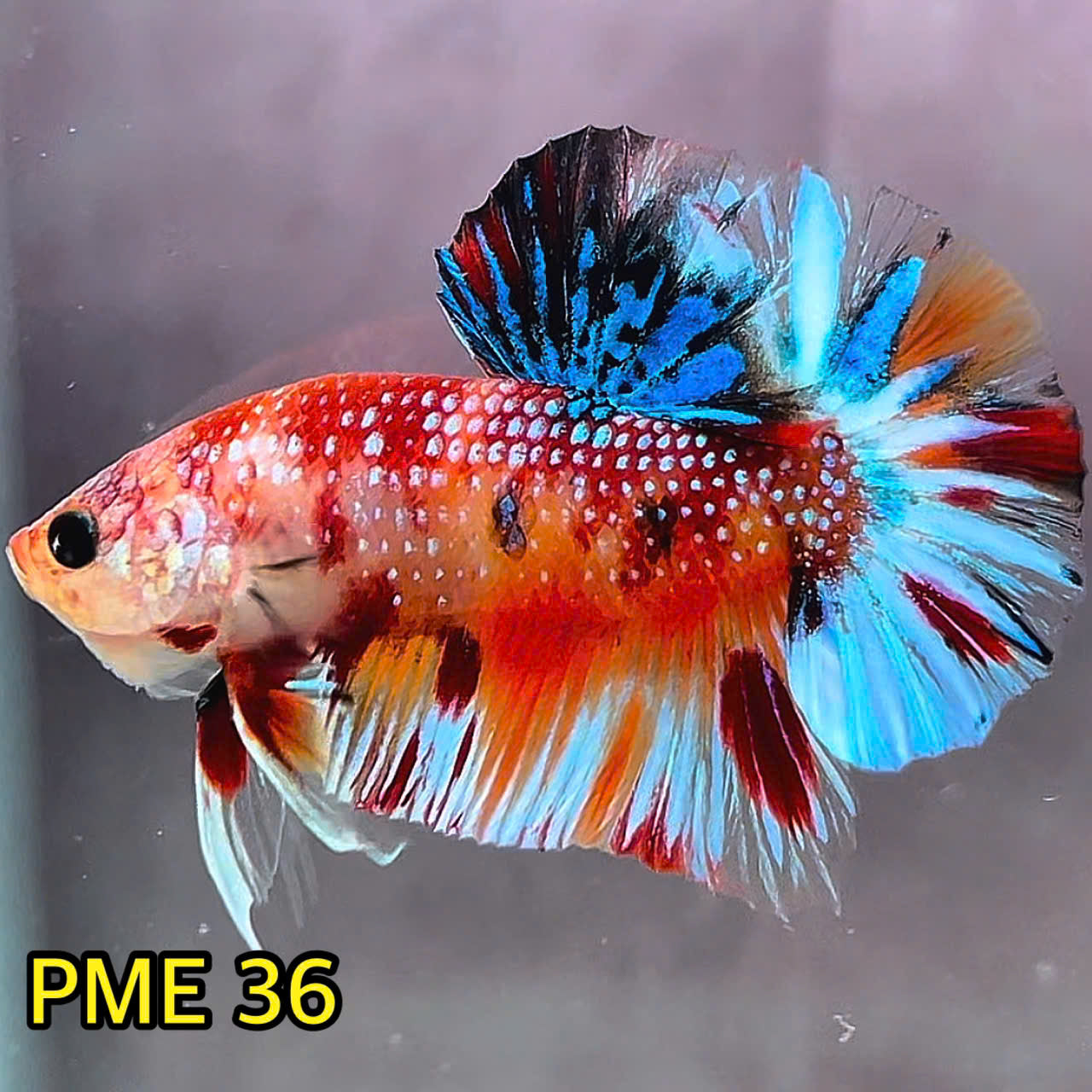 Metallic Plakat Betta Fish | You Pick Betta | Show Grade