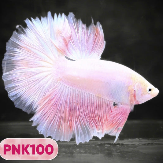 Pink Halfmoon Male Betta Fish | You Pick Fish | Order Directly From Farm