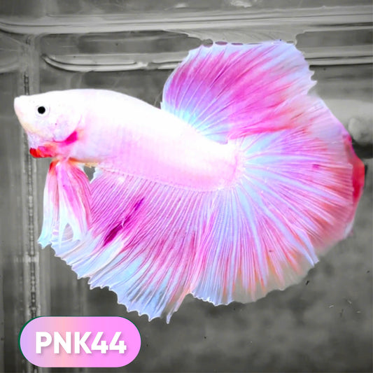 Pink Halfmoon Male Betta Fish