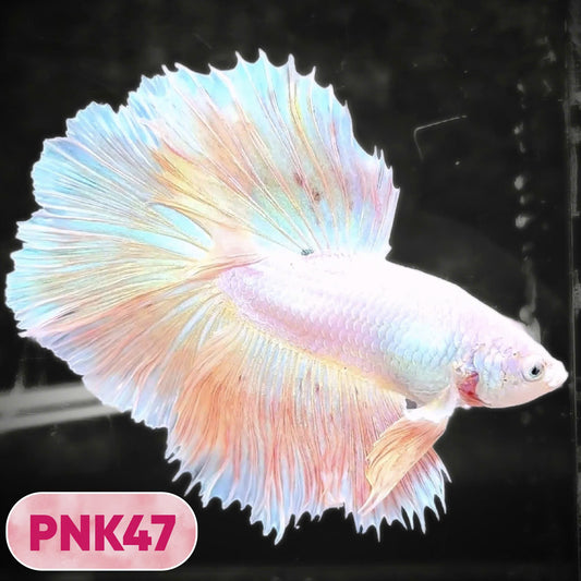 Pink Halfmoon Male Betta Fish | You Pick Fish | Order Directly From Farm