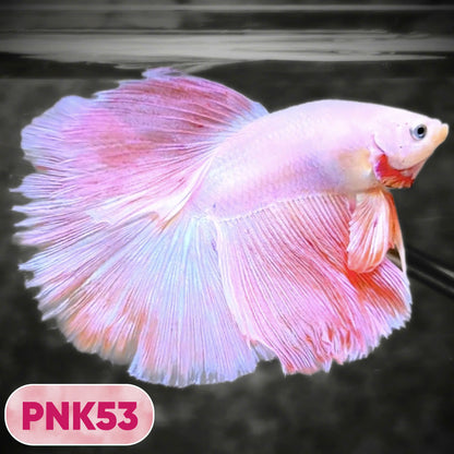 Pink Halfmoon Male Betta Fish | You Pick Fish | Order Directly From Farm