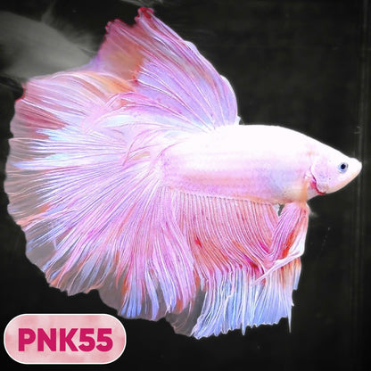 Pink Halfmoon Male Betta Fish | You Pick Fish | Order Directly From Farm
