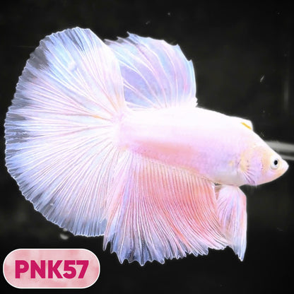 Pink Halfmoon Male Betta Fish | You Pick Fish | Order Directly From Farm