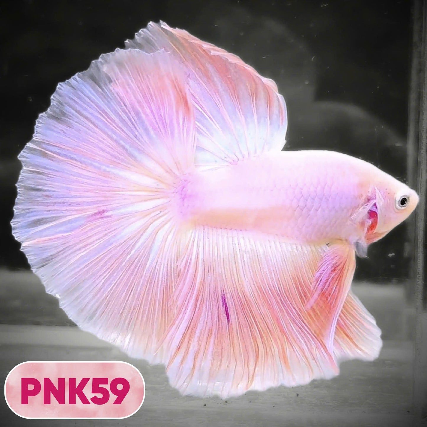 Pink Halfmoon Male Betta Fish | You Pick Fish | Order Directly From Farm
