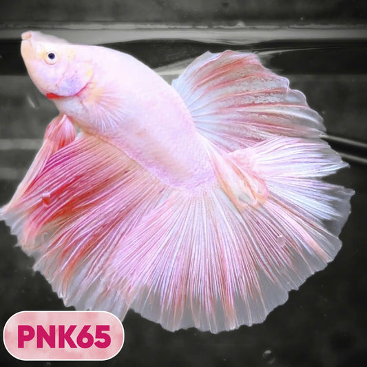 Pink Halfmoon Male Betta Fish | You Pick Fish | Order Directly From Farm