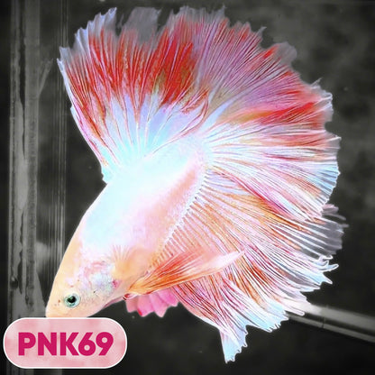Pink Halfmoon Male Betta Fish | You Pick Fish | Order Directly From Farm