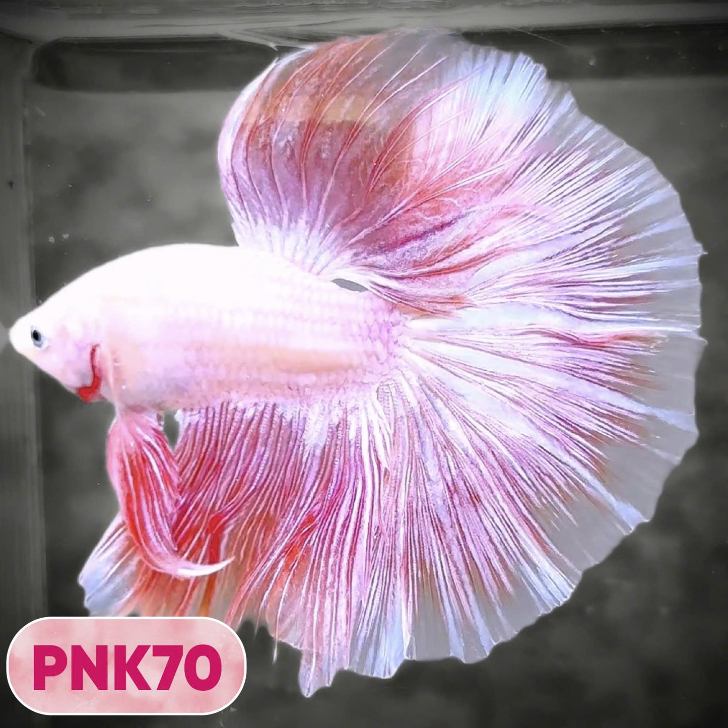 Pink Halfmoon Male Betta Fish | You Pick Fish | Order Directly From Farm