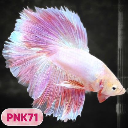 Pink Halfmoon Male Betta Fish | You Pick Fish | Order Directly From Farm