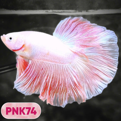 Pink Halfmoon Male Betta Fish | You Pick Fish | Order Directly From Farm