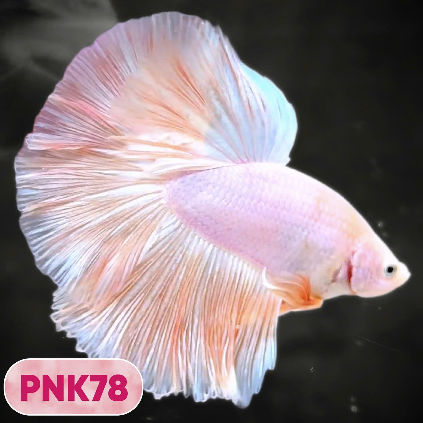 Pink Halfmoon Male Betta Fish | You Pick Fish | Order Directly From Farm