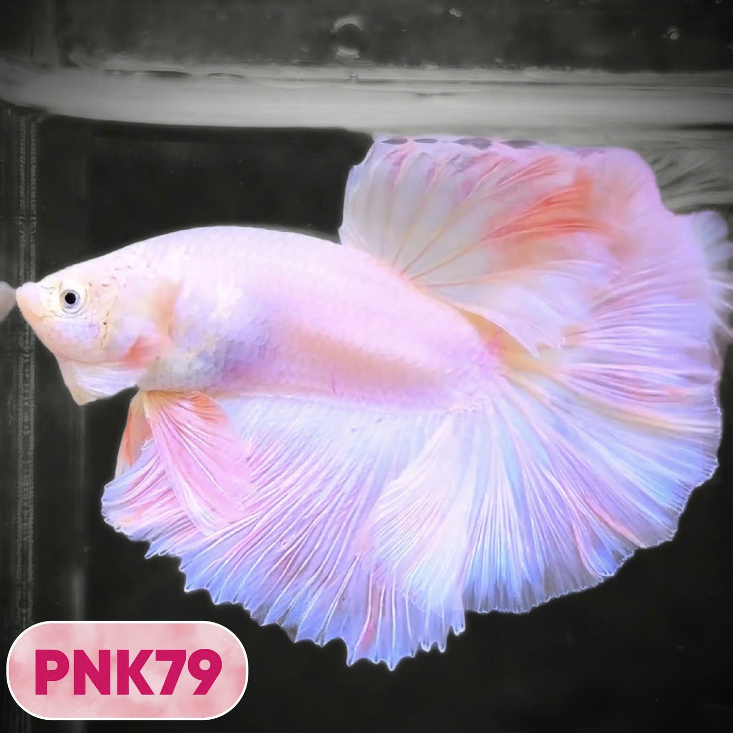 Pink Halfmoon Male Betta Fish | You Pick Fish | Order Directly From Farm