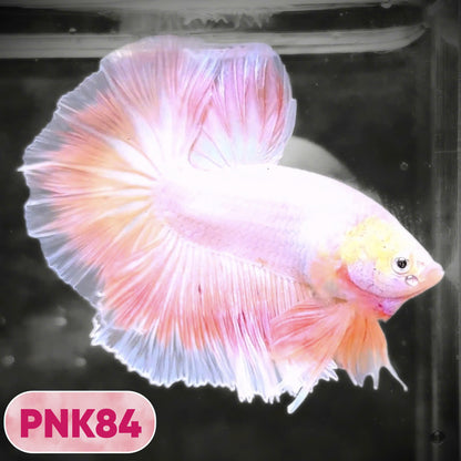 Pink Halfmoon Male Betta Fish | You Pick Fish | Order Directly From Farm