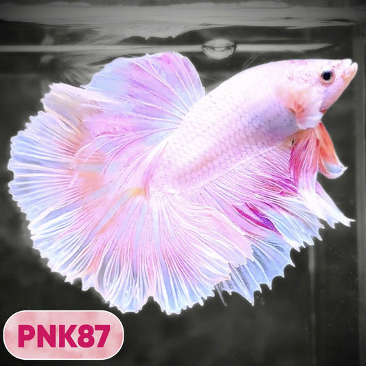 Pink Halfmoon Male Betta Fish | You Pick Fish | Order Directly From Farm