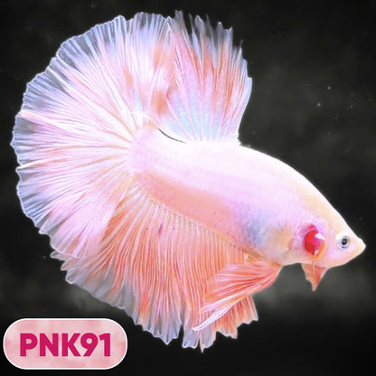 Pink Halfmoon Male Betta Fish | You Pick Fish | Order Directly From Farm