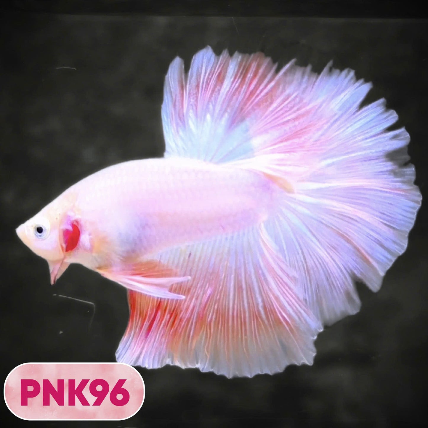 Pink Halfmoon Male Betta Fish | You Pick Fish | Order Directly From Farm