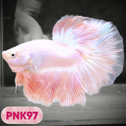 Pink Halfmoon Male Betta Fish | You Pick Fish | Order Directly From Farm