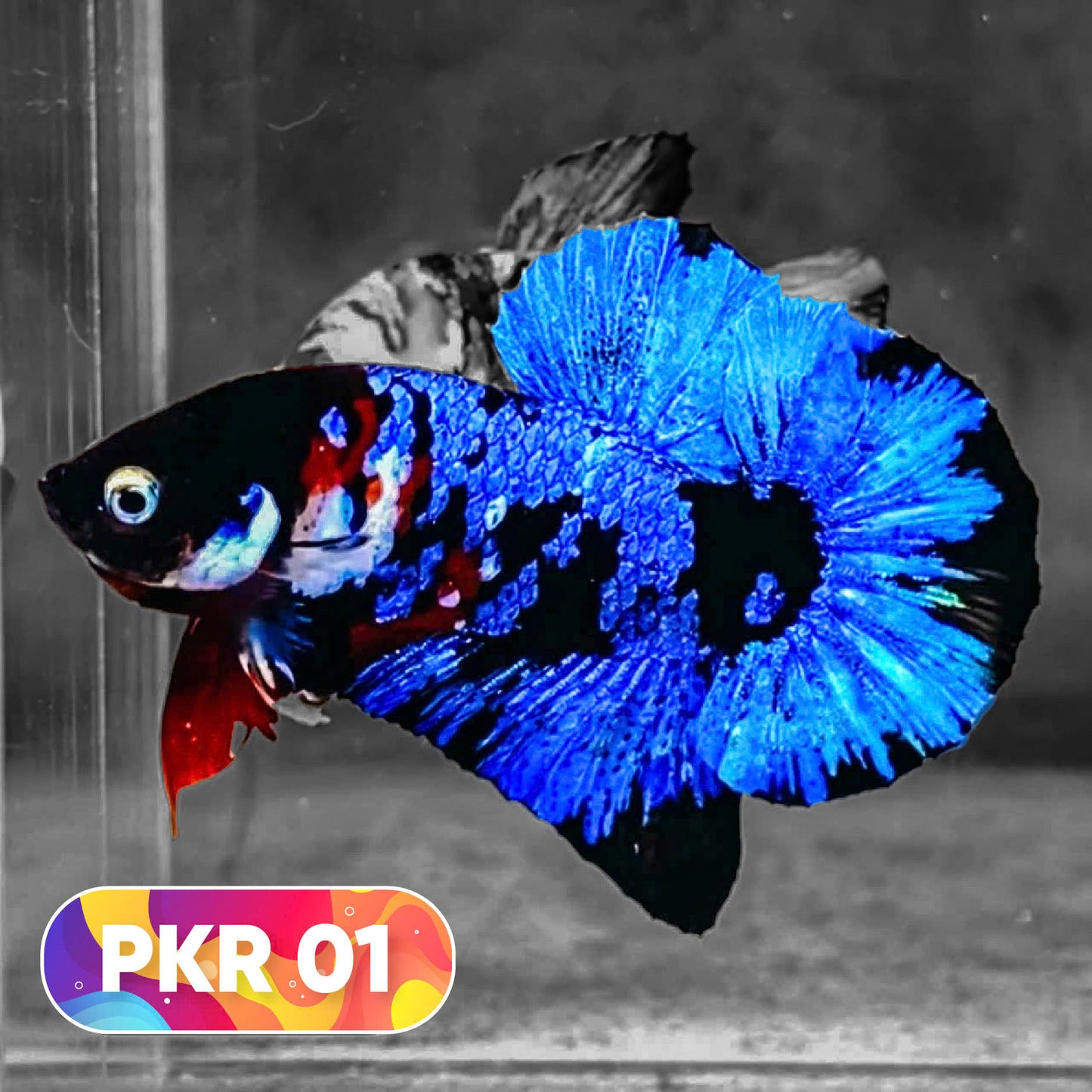 Multicolor Yellow Base Plakat Male Betta Fish | Order Directly From Farm |  You Pick Fish