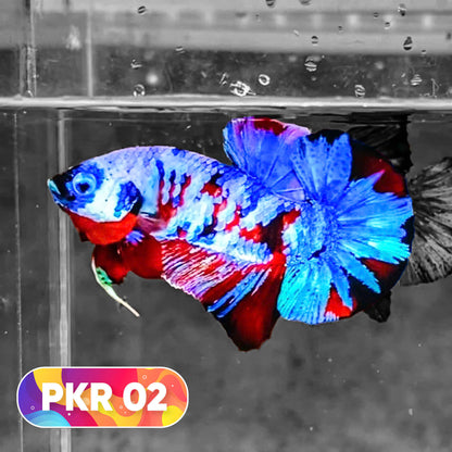 Multicolor Yellow Base Plakat Male Betta Fish | Order Directly From Farm |  You Pick Fish