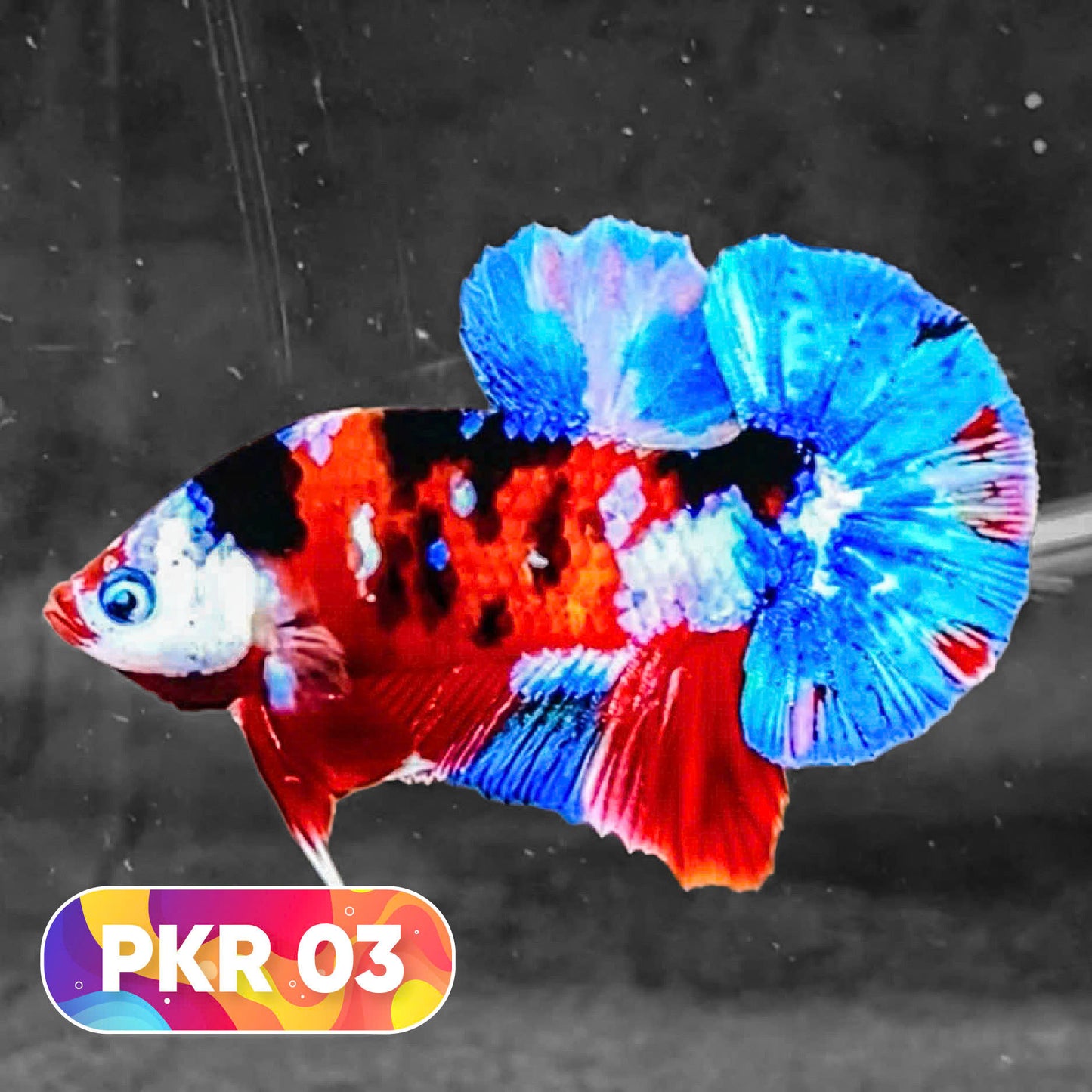 Multicolor Yellow Base Plakat Male Betta Fish | Order Directly From Farm |  You Pick Fish