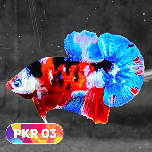 Multicolor Yellow Base Plakat Male Betta Fish | Order Directly From Farm |  You Pick Fish