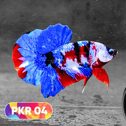 Multicolor Yellow Base Plakat Male Betta Fish | Order Directly From Farm |  You Pick Fish