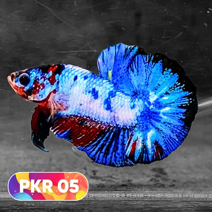 Multicolor Yellow Base Plakat Male Betta Fish | Order Directly From Farm |  You Pick Fish