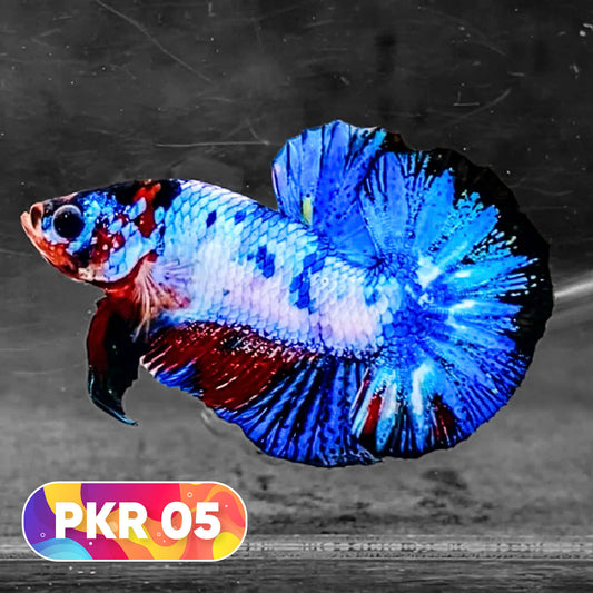Multicolor Yellow Base Plakat Male Betta Fish | Order Directly From Farm |  You Pick Fish
