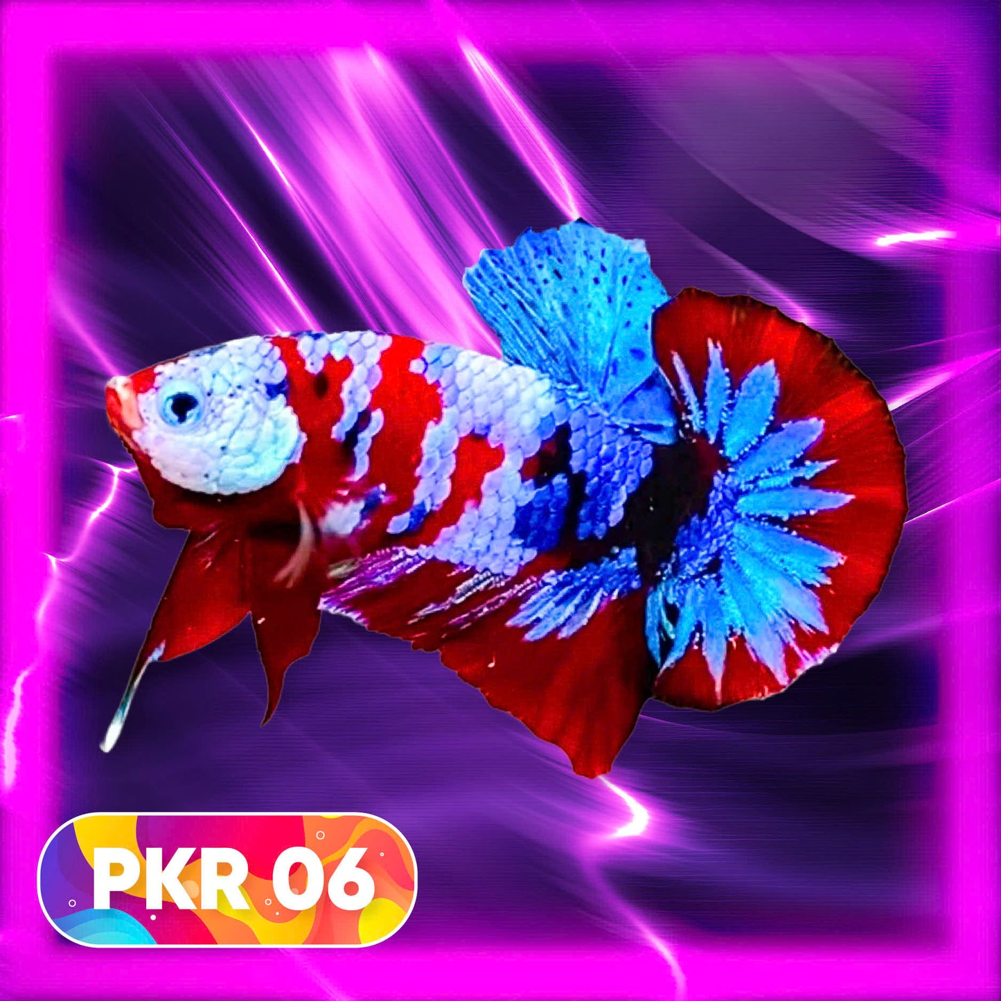 Multicolor Yellow Base Plakat Male Betta Fish | Order Directly From Farm |  You Pick Fish